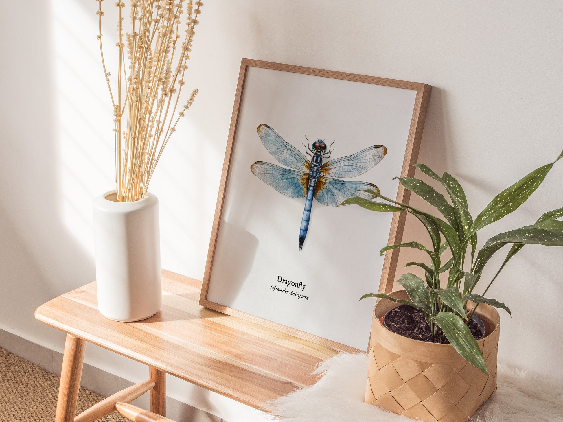 Dragonfly Poster | Vintage Anisoptera Zoological Illustration Wall Art — styled in a modern interior
