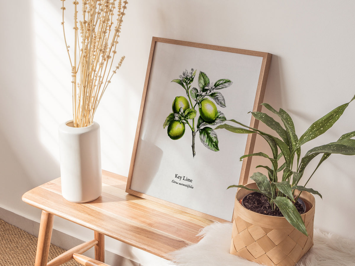 Key Lime Poster | Citrus aurantiifolia Vintage Botanical Illustration Pen and Ink Print — styled in a modern interior