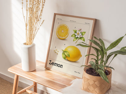 Detailed botanical illustration of a lemon, showcasing vibrant yellow fruit, textured rind, and delicate blossoms on a vintage-style poster.