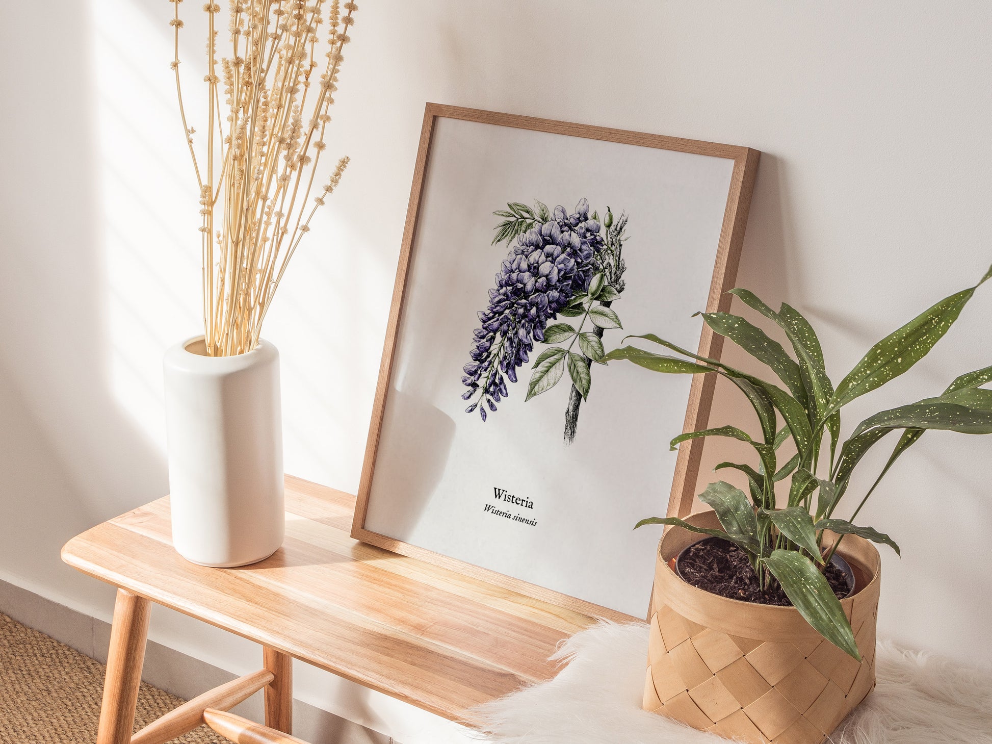 Wisteria Poster | Vintage Wisteria sinensis Botanical Illustration Wall Art — styled in a modern interior