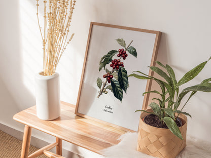 Coffee Poster | Vintage Coffea Arabica Botanical Illustration Wall Art — styled in a modern interior
