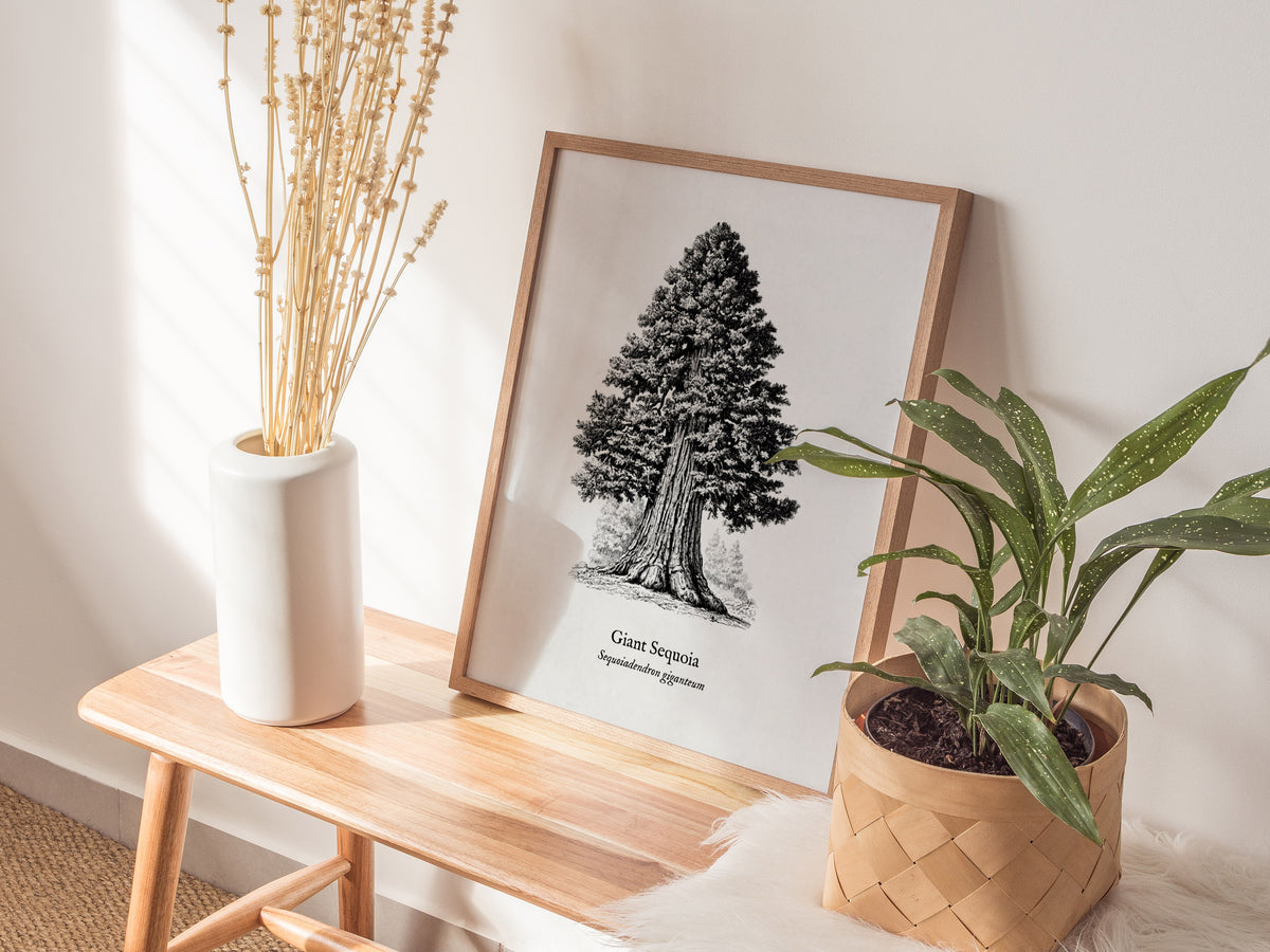 Giant Sequoia Poster | Vintage Sequoiadendron Giganteum Botanical Illustration Wall Art — styled in a modern interior