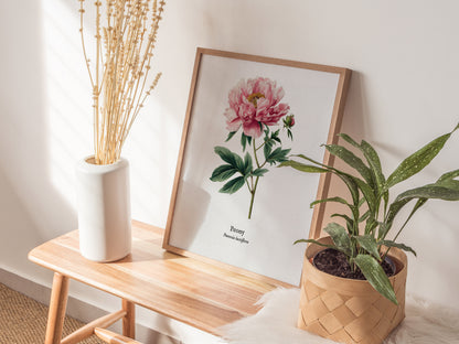 Peony Poster | Vintage Paeonia Lactiflora Botanical Illustration Wall Art — styled in a modern interior
