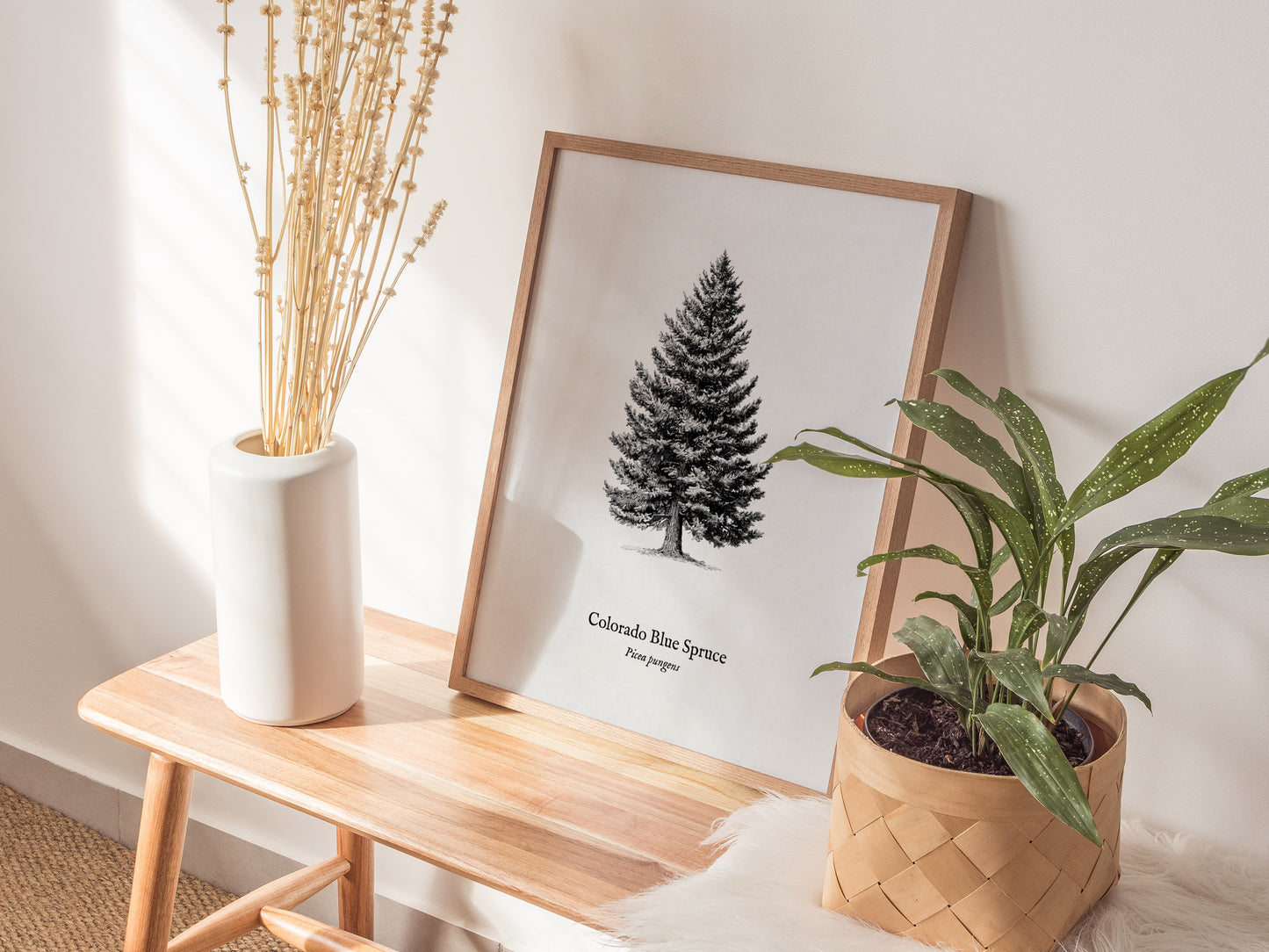 Colorado Blue Spruce Poster | Picea pungens Pen and Ink Print Vintage Botanical Illustration Wall Art — styled in a modern in