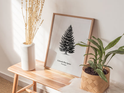 Colorado Blue Spruce Poster | Picea pungens Pen and Ink Print Vintage Botanical Illustration Wall Art — styled in a modern in