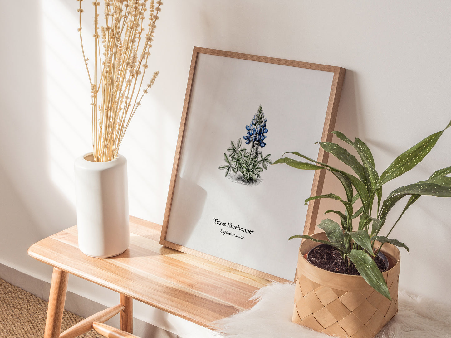 Texas Bluebonnet Poster | Vintage Lupinus texensis Botanical Illustration Wall Art — styled in a modern interior
