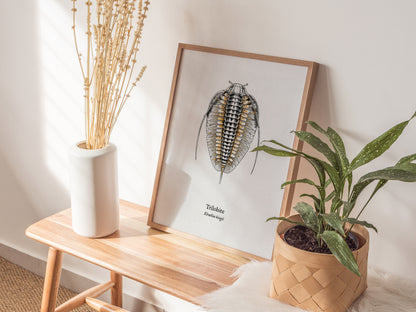 Trilobite Poster | Vintage Elrathia kingii Zoological Illustration Wall Art — styled in a modern interior