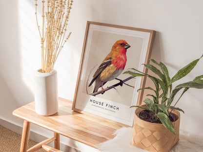 House Finch Poster | Haemorhous mexicanus Bird Wall Art
