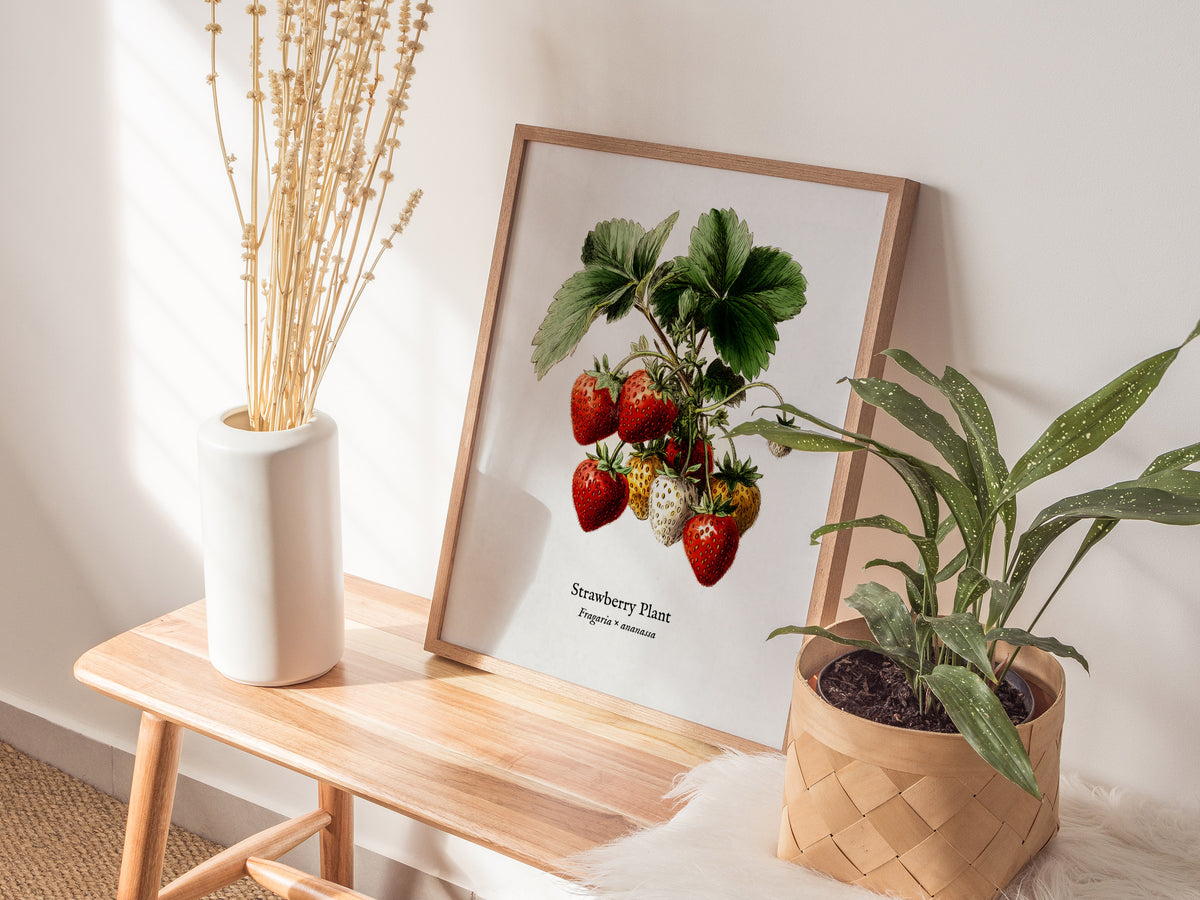 Strawberry Plant Poster | Vintage Fragaria × ananassa Botanical Illustration Wall Art — styled in a modern interior