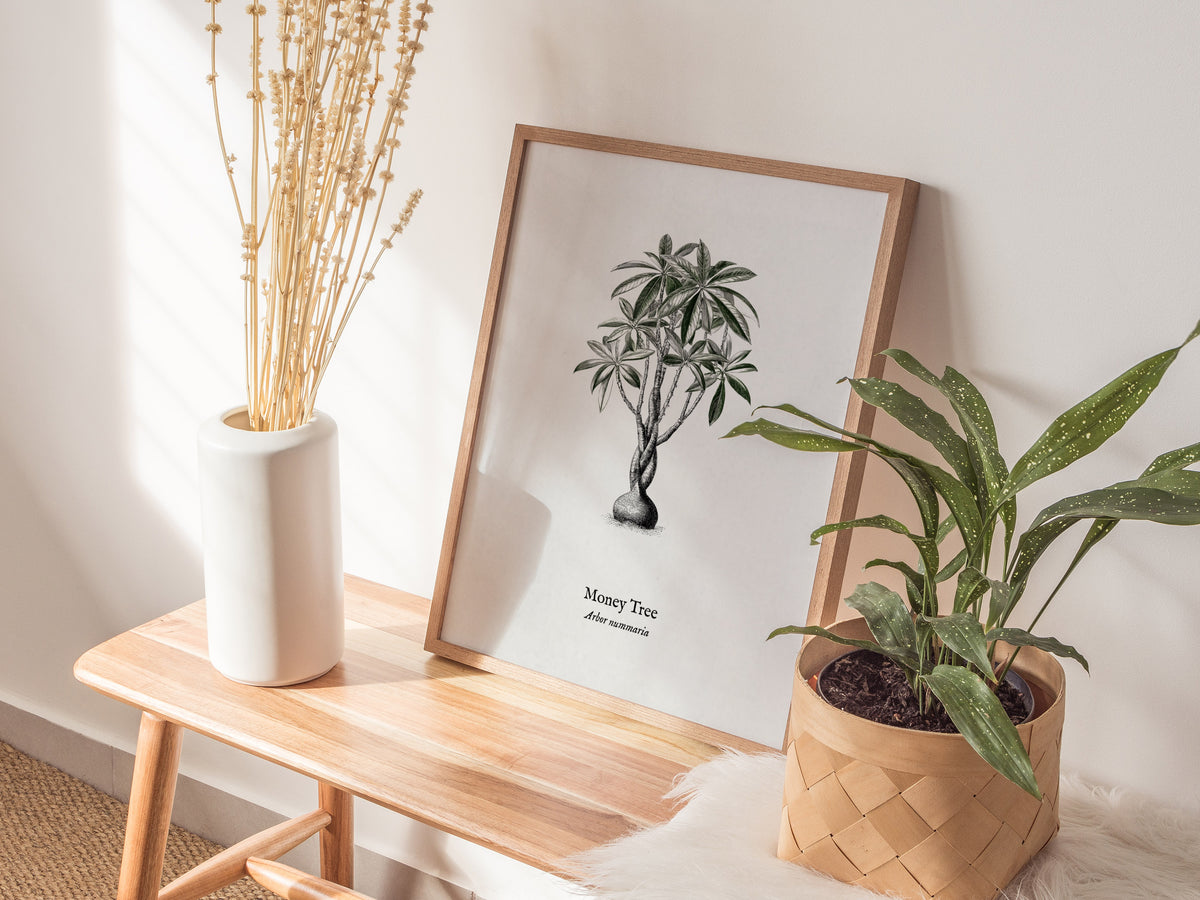 Money Tree Poster | Arbor Nummaria Pen and Ink Print — Vintage Botanical Illustration Wall Art — styled in a modern interior