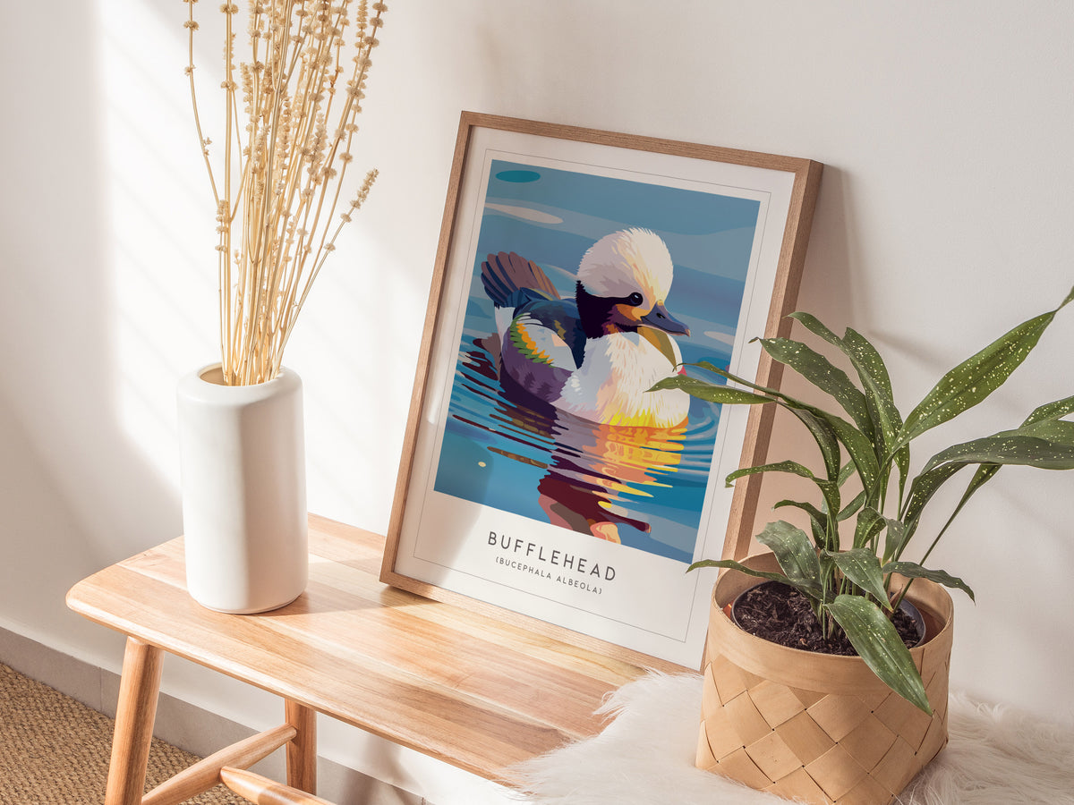 Bufflehead, Bucephala albeola Poster | Diving Duck Wildlife Print Wall Art — styled in a modern interior