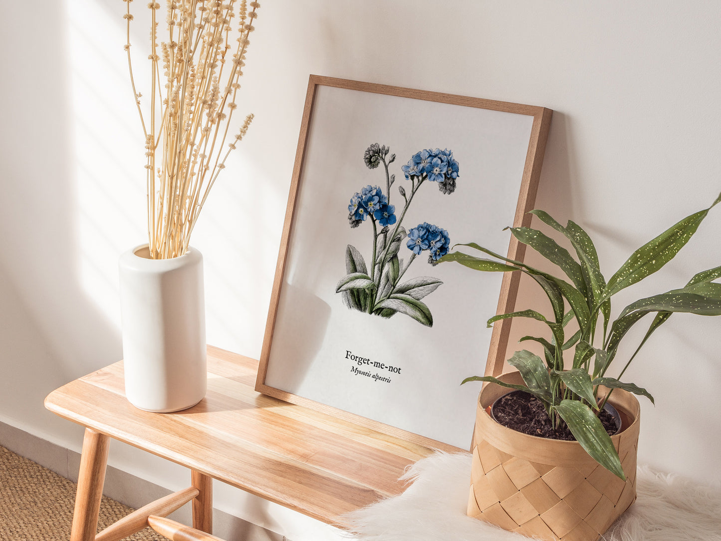 Forget-Me-Not Poster | Vintage Myosotis Alpestris Botanical Illustration Wall Art — styled in a modern interior