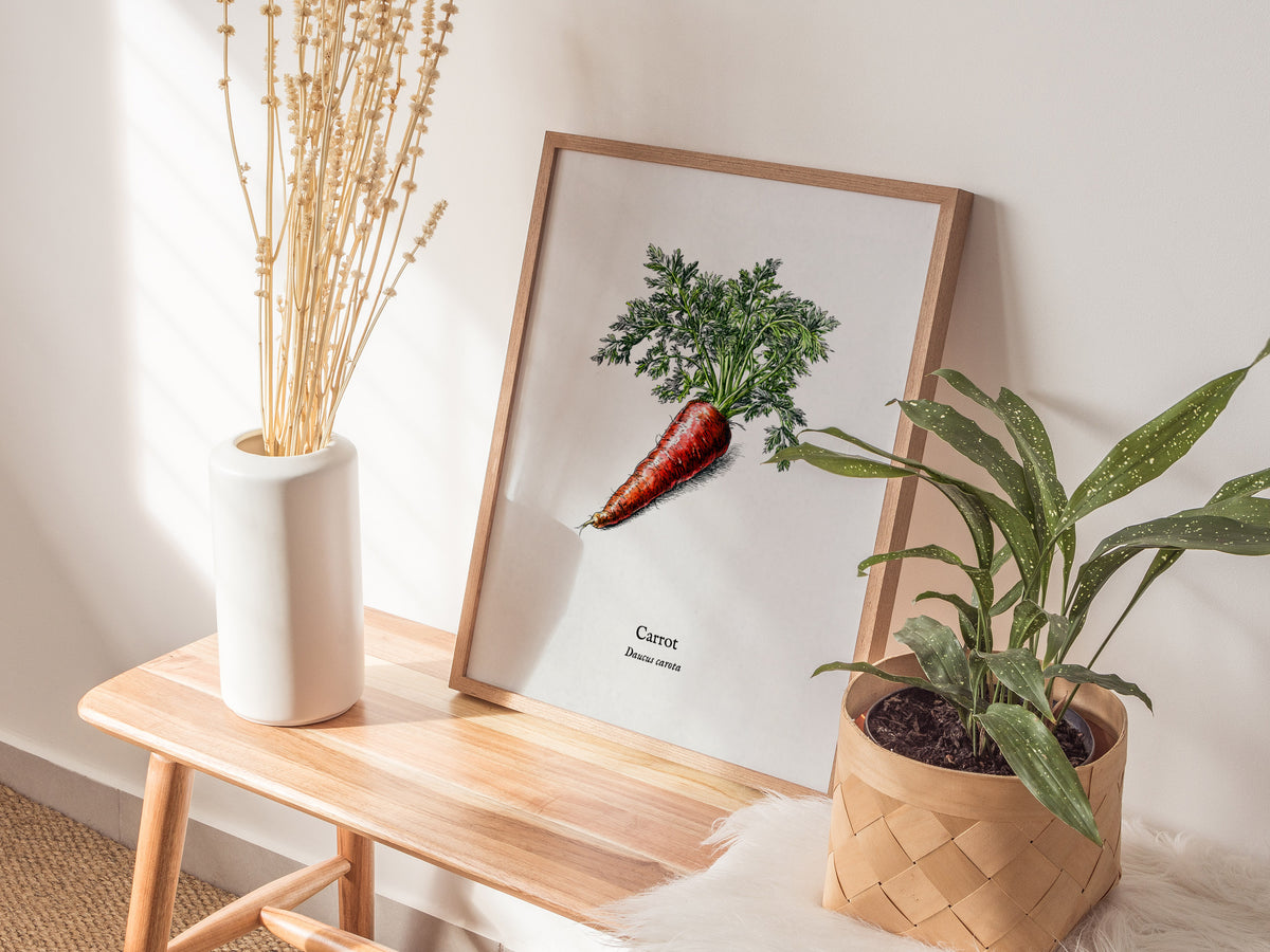 Carrot Poster | Daucus Carota Pen and Ink Print | Vintage Botanical Illustration Wall Art — styled in a modern interior
