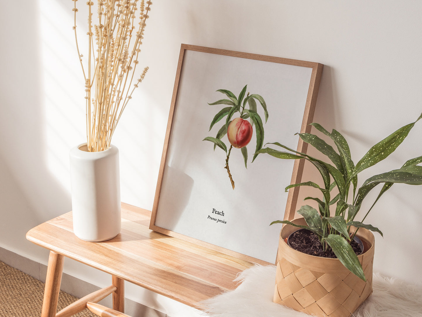 Peach Poster | Prunus persica Vintage Botanical Illustration Pen and Ink Print — styled in a modern interior