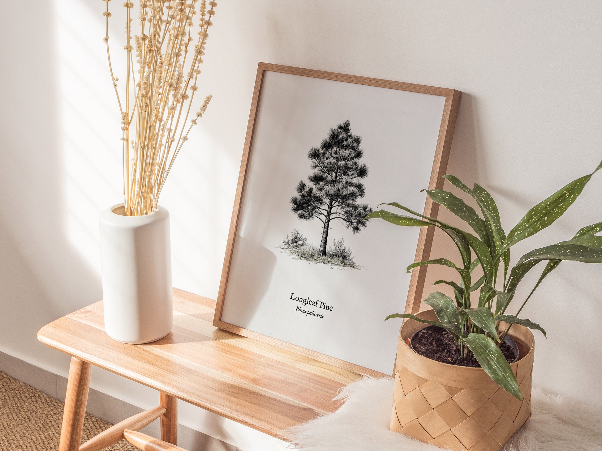 Longleaf Pine Poster | Pinus palustris Pen and Ink Print | Vintage Botanical Illustration Wall Art — styled in a modern inter