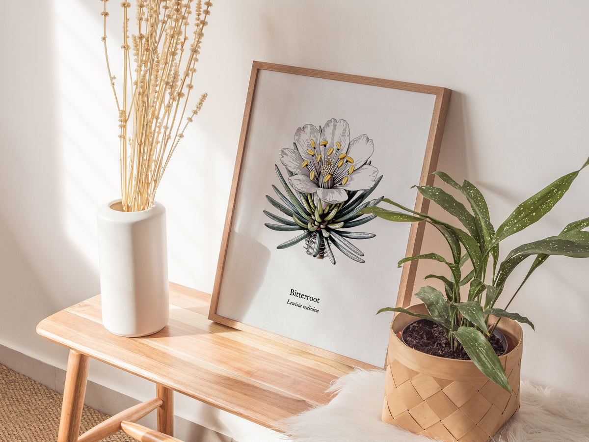 Bitterroot Poster | Lewisia rediviva Pen and Ink Print Vintage Botanical Illustration Wall Art — styled in a modern interior