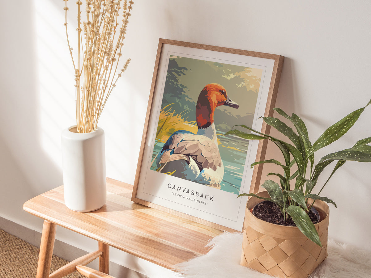 Canvasback, Aythya valisineria Poster | Diving Duck Wildlife Print Wall Art — styled in a modern interior