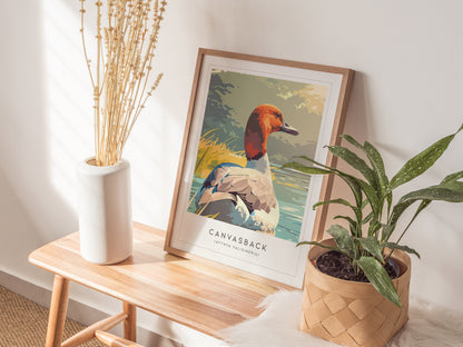 Canvasback, Aythya valisineria Poster | Diving Duck Wildlife Print Wall Art — styled in a modern interior