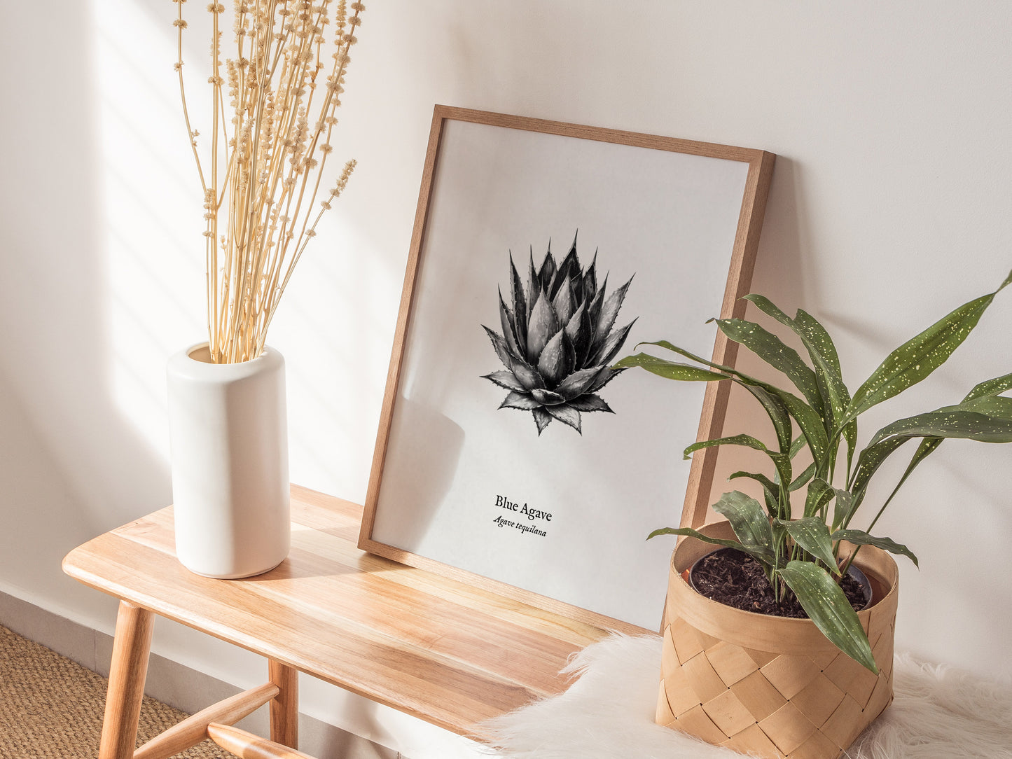 Blue Agave Poster | Vintage Agave Tequilana Botanical Illustration Wall Art — styled in a modern interior