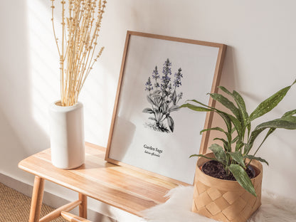Garden Sage Poster | Salvia officinalis Pen and Ink Print Vintage Botanical Illustration Wall Art — styled in a modern interi