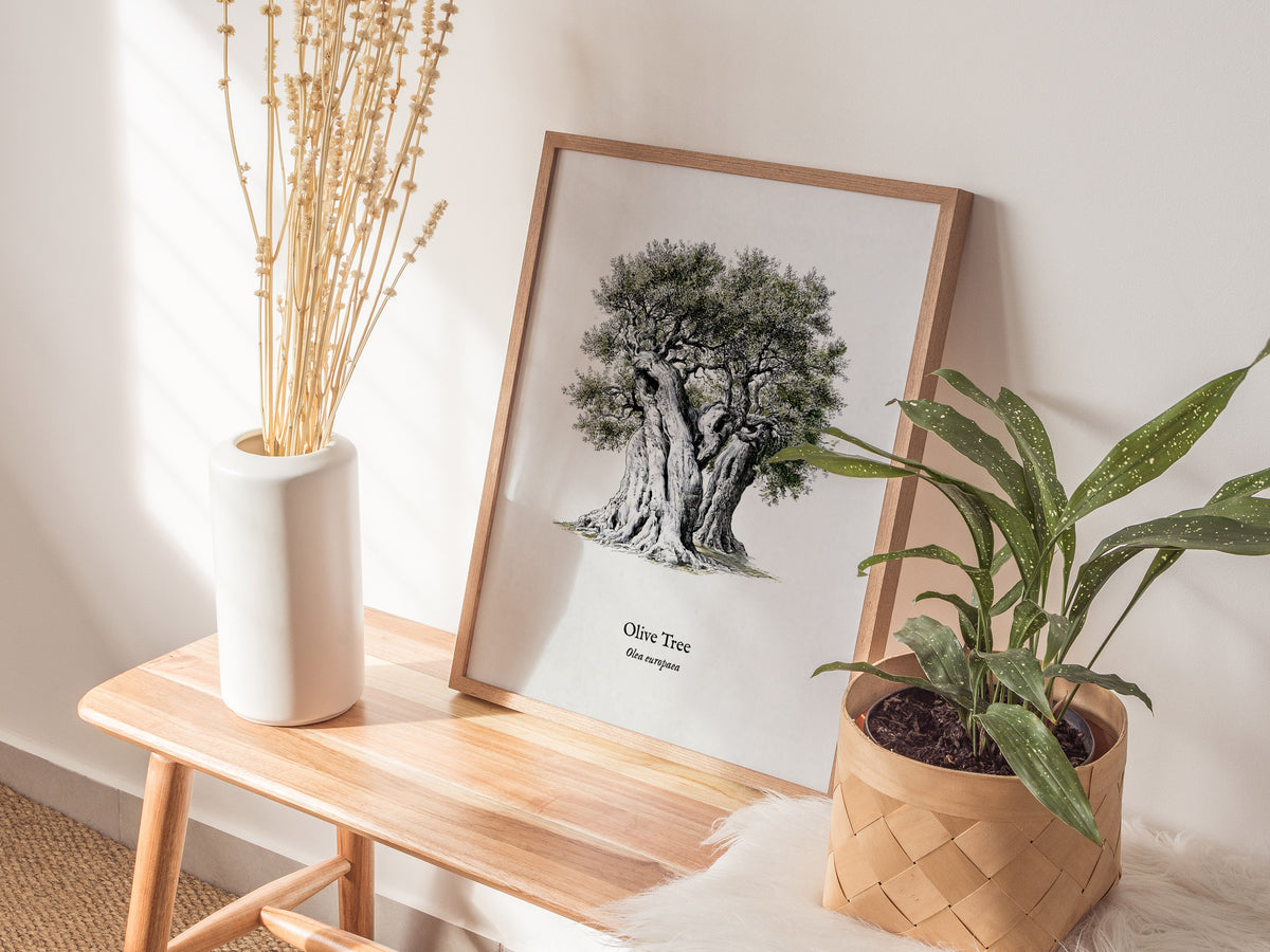 Olive Tree Poster | Vintage Olea europaea Botanical Illustration Wall Art — styled in a modern interior