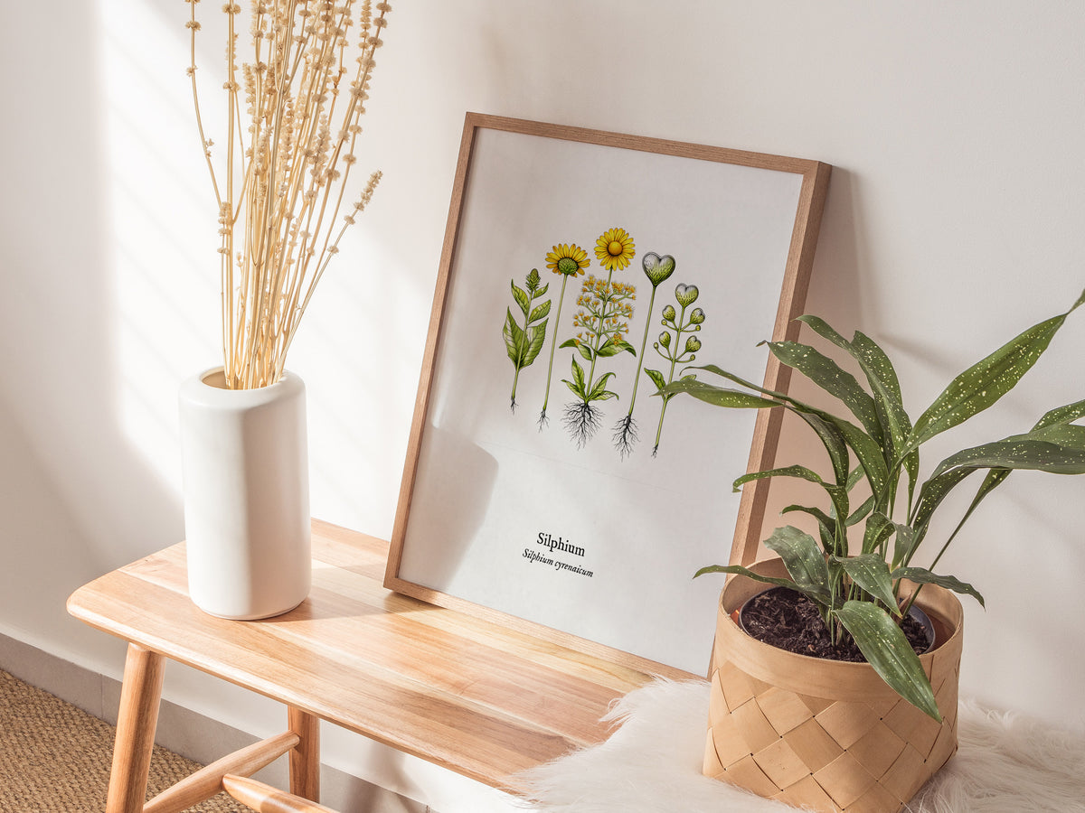 Silphium Poster | Silphium cyrenaicum Pen and Ink Print — Vintage Botanical Illustration Wall Art — styled in a modern interi