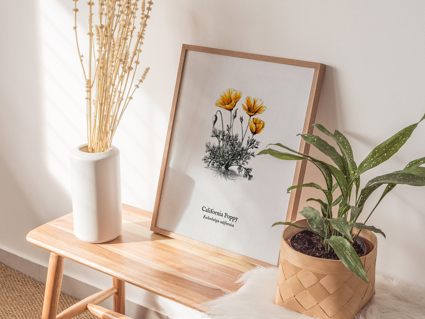 California Poppy Poster | Vintage Eschscholzia californica Botanical Illustration Wall Art — styled in a modern interior