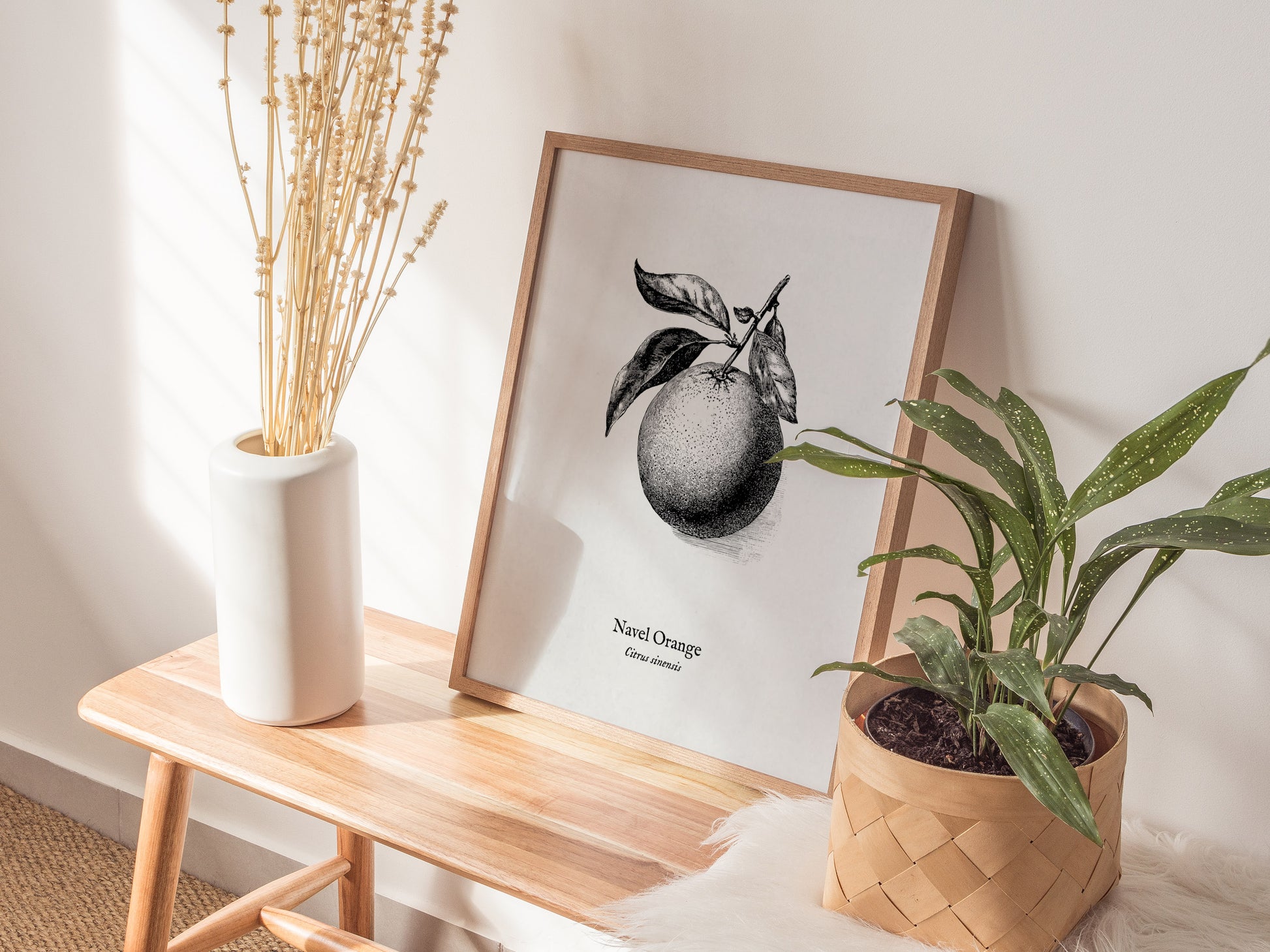 Navel Orange Poster | Citrus sinensis Pen and Ink Print Vintage Botanical Illustration — styled in a modern interior