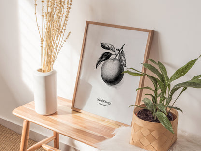 Navel Orange Poster | Citrus sinensis Pen and Ink Print Vintage Botanical Illustration — styled in a modern interior