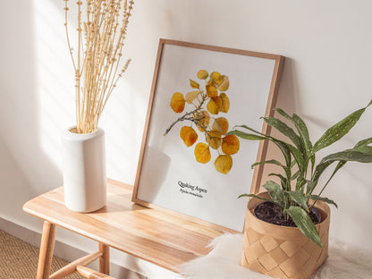 Quaking Aspen Poster | Vintage Populus tremuloides Botanical Illustration Wall Art — styled in a modern interior
