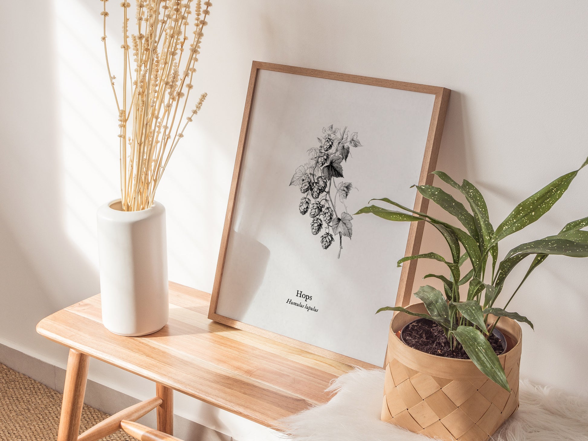 Hops Poster | Vintage Humulus lupulus Botanical Illustration Wall Art — styled in a modern interior