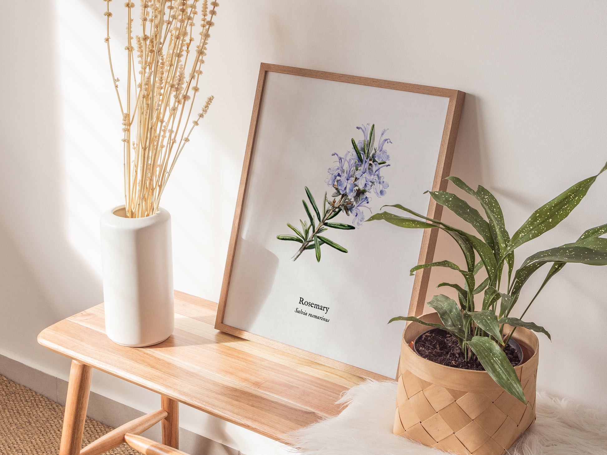 Rosemary Poster | Vintage Salvia Rosmarinus Botanical Illustration Wall Art — styled in a modern interior
