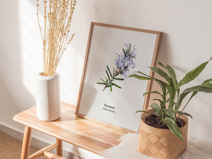 Rosemary Poster | Vintage Salvia Rosmarinus Botanical Illustration Wall Art — styled in a modern interior
