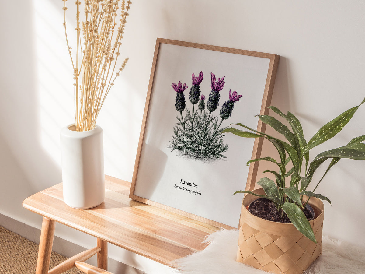 Lavender Poster | Lavandula angustifolia Pen and Ink Print Vintage Botanical Illustration Wall Art — styled in a modern inter