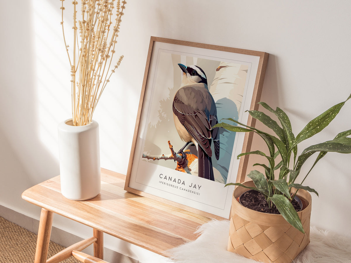 Canada Jay, Perisoreus canadensis Poster | Bold Boreal Bird Wall Art — styled in a modern interior
