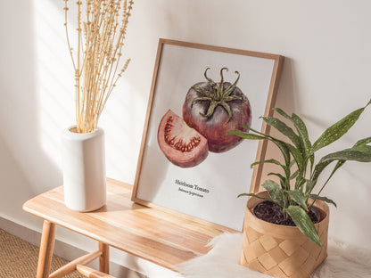Heirloom Tomato Poster | Vintage Solanum Lycopersicum Botanical Illustration Wall Art — styled in a modern interior