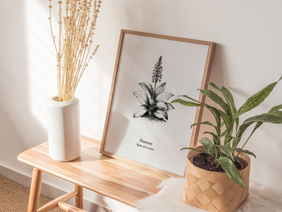 Nirnroot Poster | Radix Nirni Sonora Pen and Ink Print Vintage Botanical Illustration Wall Art — styled in a modern interior