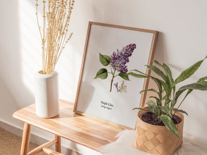 Purple Lilac Poster | Vintage Syringa vulgaris Botanical Illustration Wall Art — styled in a modern interior
