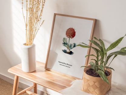 Haemanthus Blossom Poster | Haemanthus lykosensis Pen and Ink Print Vintage Botanical Illustration — styled in a modern inter