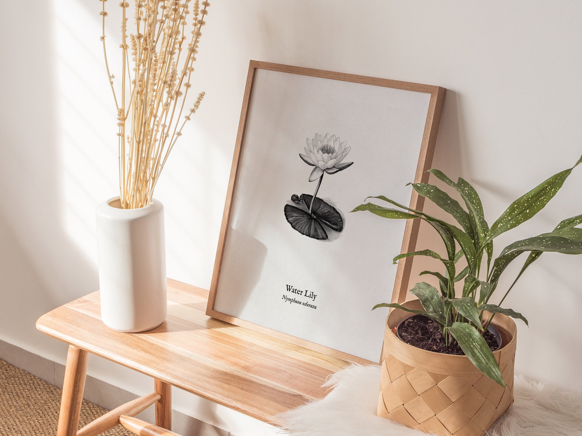 Water Lily Poster | Vintage Nymphaea Odorata Botanical Illustration Wall Art — styled in a modern interior