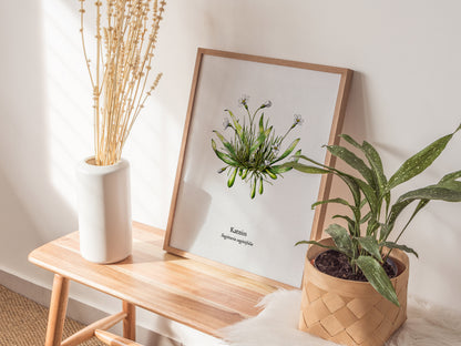 Katniss Poster | Sagittaria sagittifolia Pen and Ink Print | Vintage Botanical Illustration Wall Art — styled in a modern int