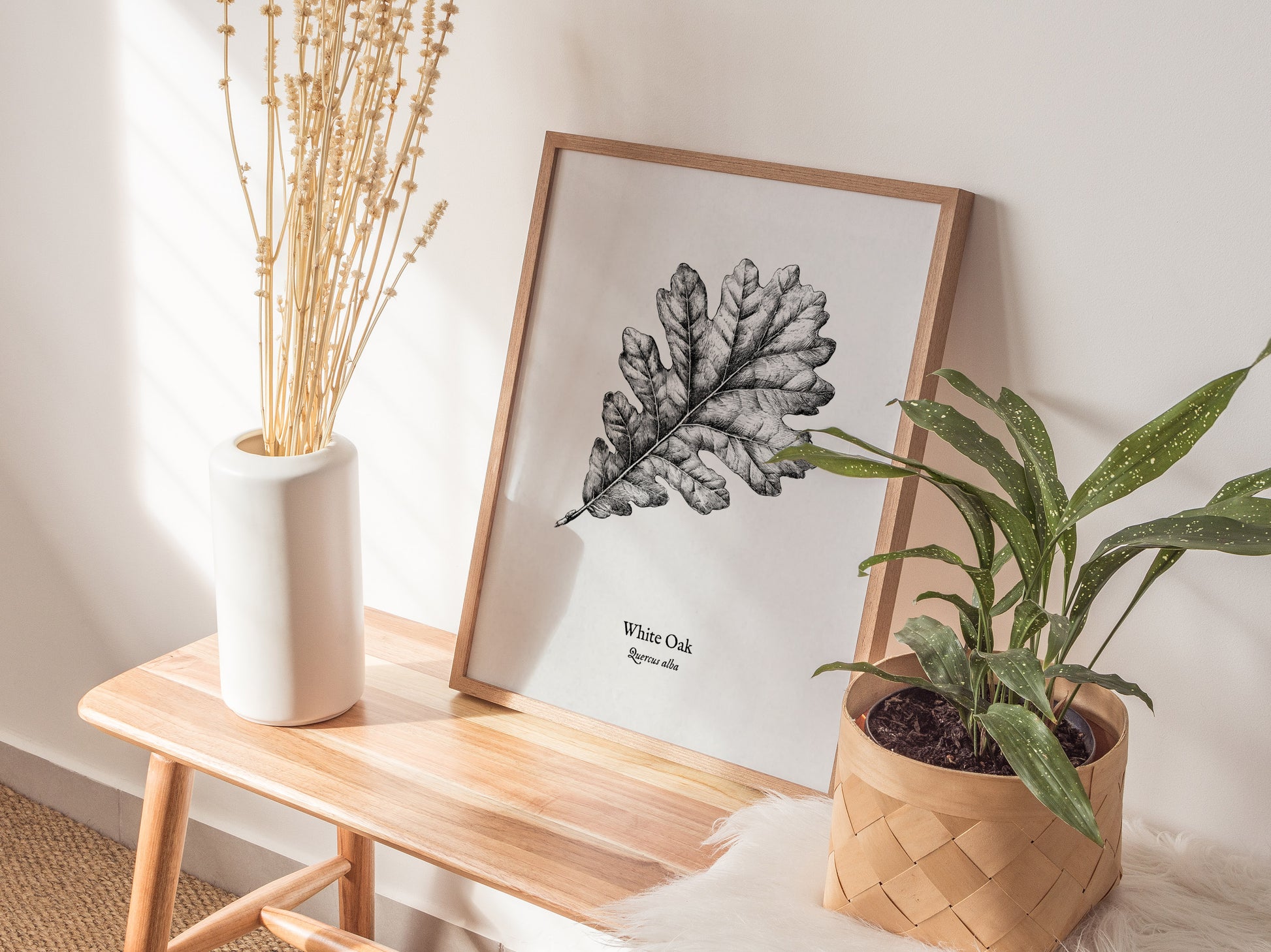 White Oak Poster | Quercus Alba Pen and Ink Print Vintage Botanical Illustration Wall Art — styled in a modern interior