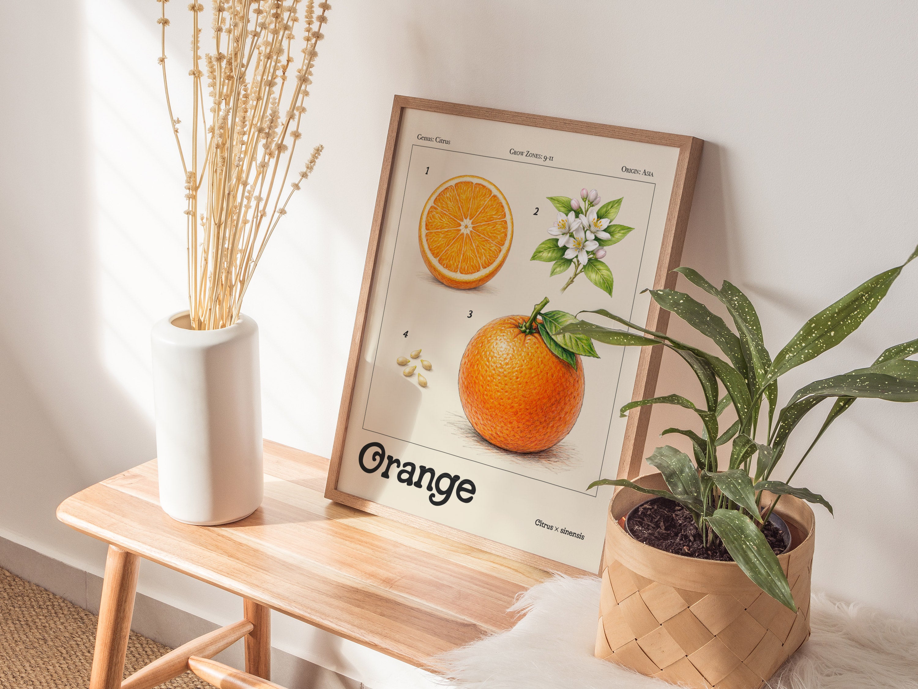 Orange Botanical Wall Art | Vintage Citrus Illustration Print