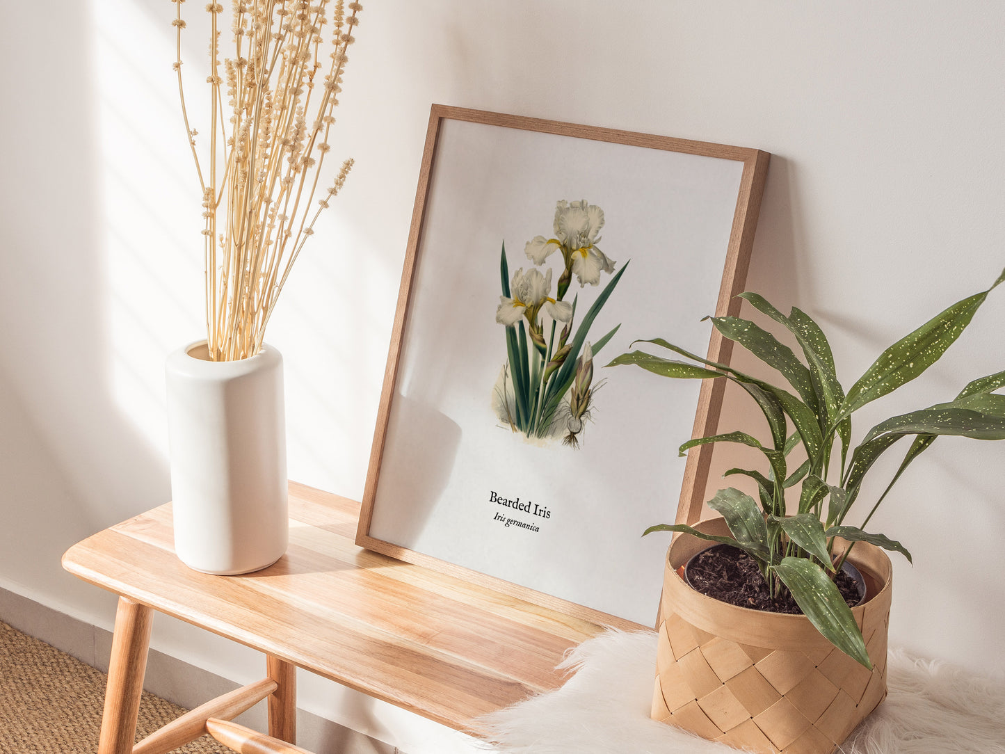 Bearded Iris Poster | Iris germanica Pen and Ink Print Vintage Botanical Illustration Wall Art — styled in a modern interior