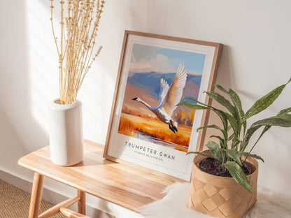 Trumpeter Swan Poster | Elegant Waterbird in Winter Calm Wall Art — styled in a modern interior