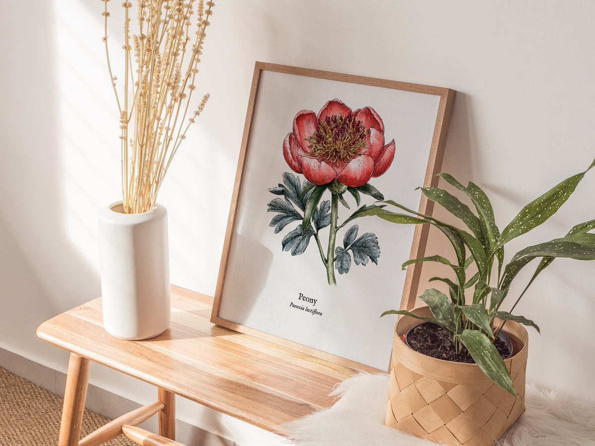 Peony Poster | Vintage Paeonia Lactiflora Botanical Illustration Wall Art — styled in a modern interior