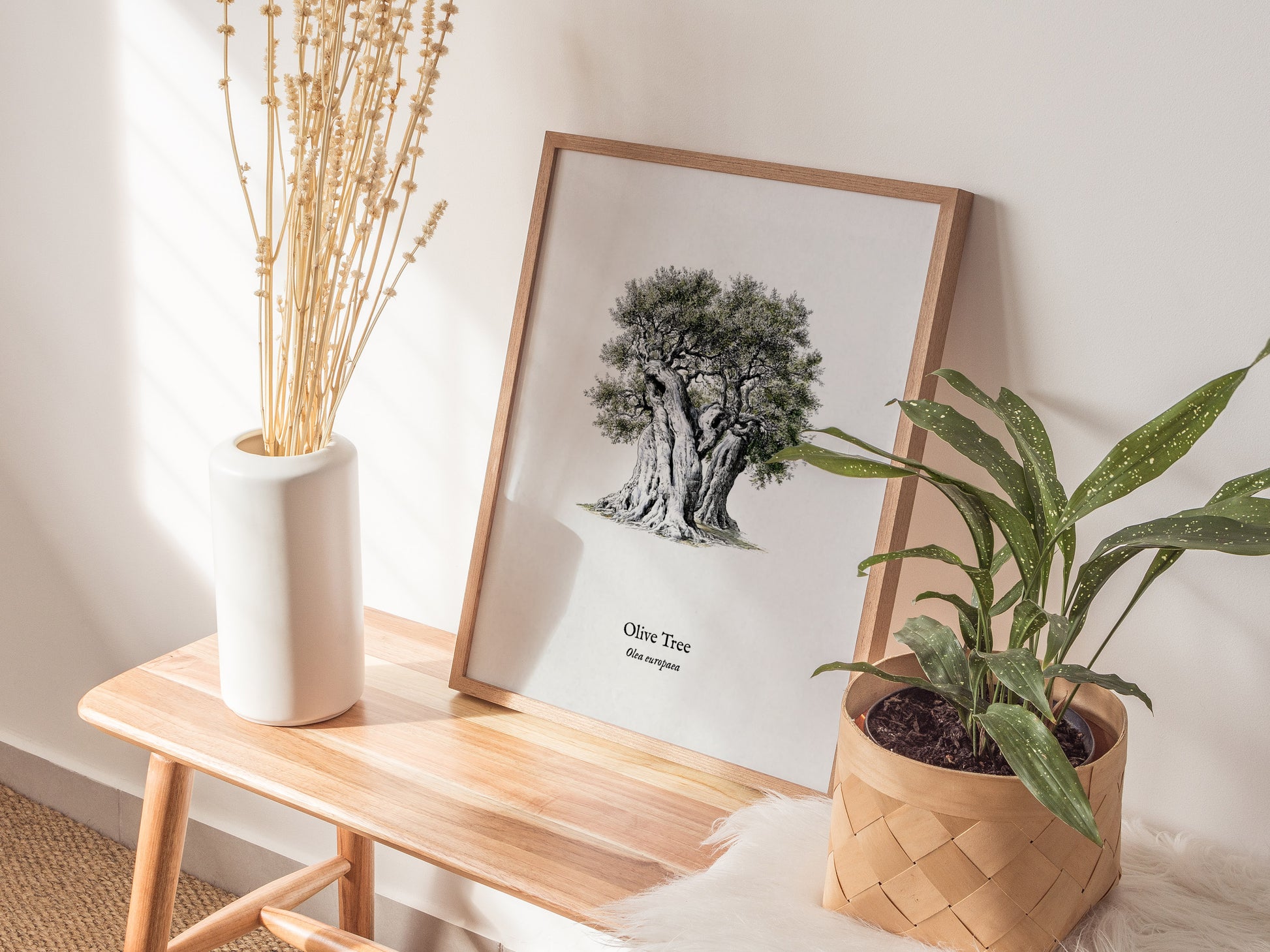 Olive Tree Poster | Vintage Olea europaea Botanical Illustration Wall Art — styled in a modern interior