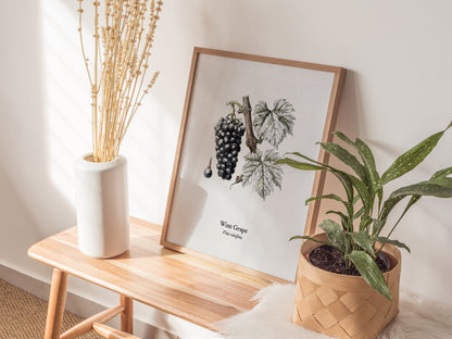 Wine Grape Poster | Vintage Vitis vinifera Botanical Illustration Wall Art — styled in a modern interior