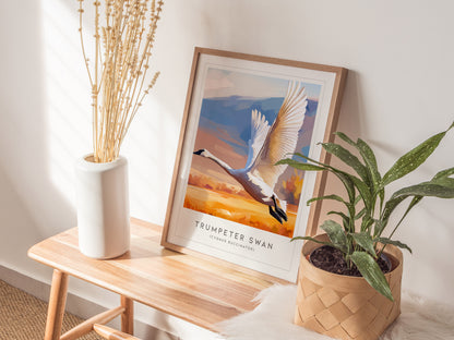 Trumpeter Swan Poster | Elegant Waterbird in Winter Calm Wall Art — styled in a modern interior