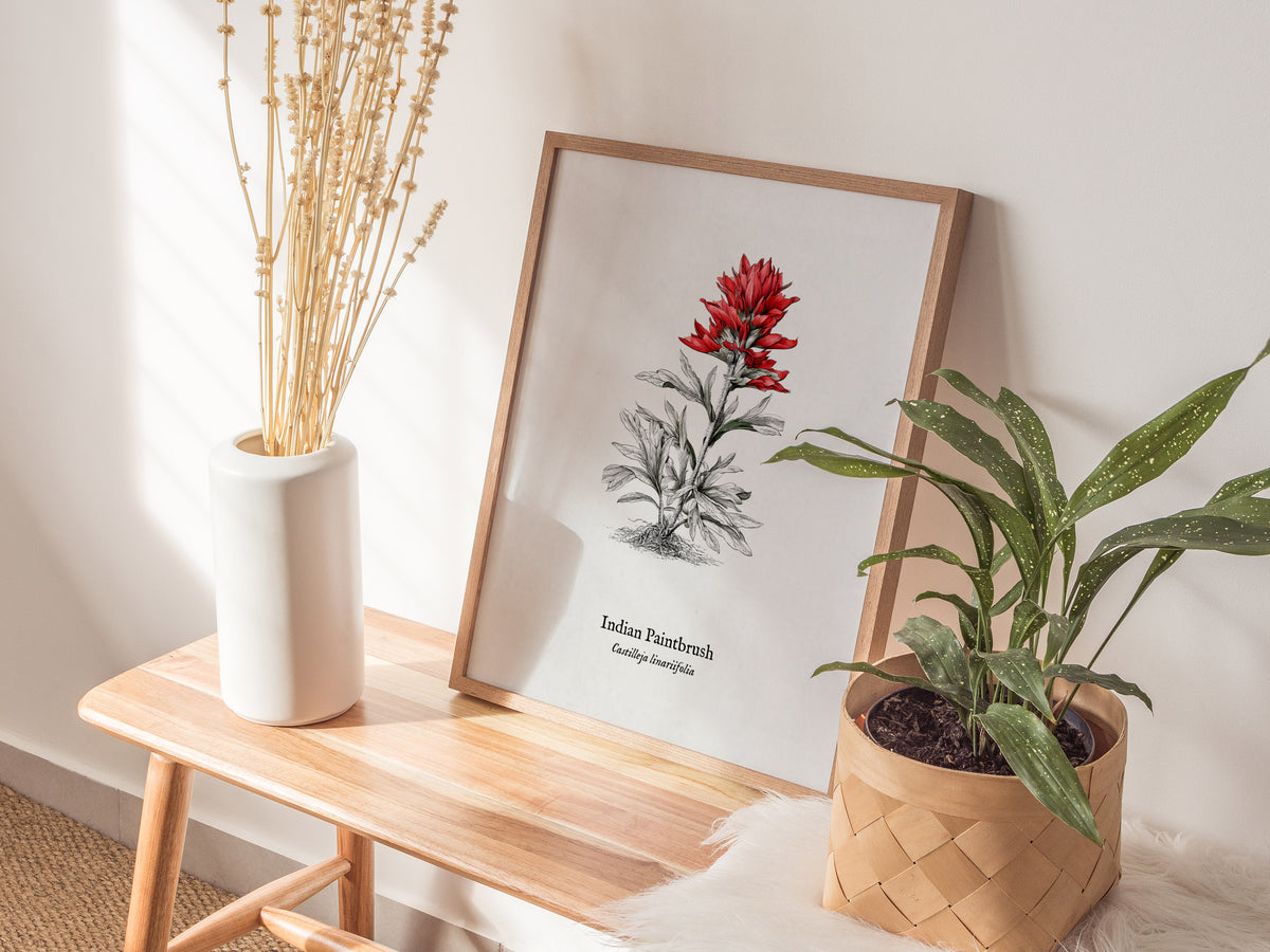 Indian Paintbrush Poster | Castilleja Linariifolia Pen and Ink Print Vintage Botanical Illustration — styled in a modern inte
